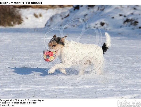 Parson Russell Terrier spielt im Schnee / PRT playing in snow / HTFA-009081