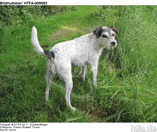 nasser Parson Russell Terrier / wet PRT / HTFA-009093