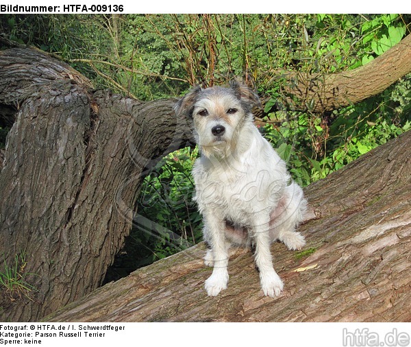 sitzender Parson Russell Terrier / sitting PRT / HTFA-009136