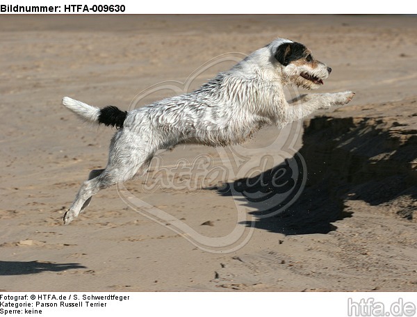 springender Parson Russell Terrier / jumping PRT / HTFA-009630