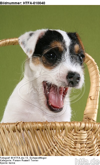 gähnender Parson Russell Terrier Welpe / yawning PRT puppy / HTFA-010040