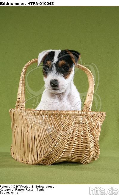 Parson Russell Terrier Welpe Portrait / PRT puppy portrait / HTFA-010043