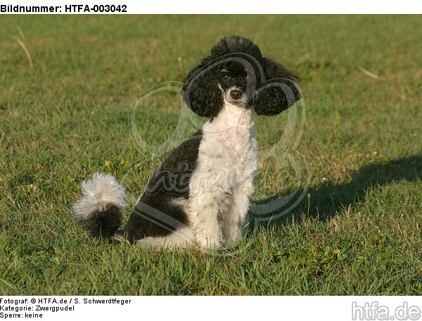 Zwergpudel / toy poodle / HTFA-003042