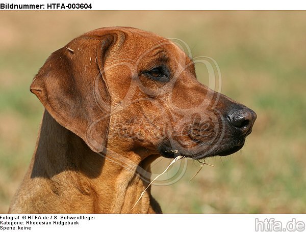 Rhodesian Ridgeback / HTFA-003604