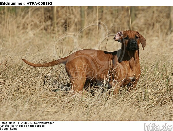 Rhodesian Ridgeback Welpe / rhodesian ridgeback puppy / HTFA-006193