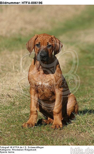 Rhodesian Ridgeback Welpe / rhodesian ridgeback puppy / HTFA-006196