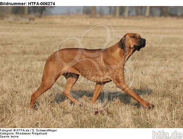 Rhodesian Ridgeback / HTFA-006274