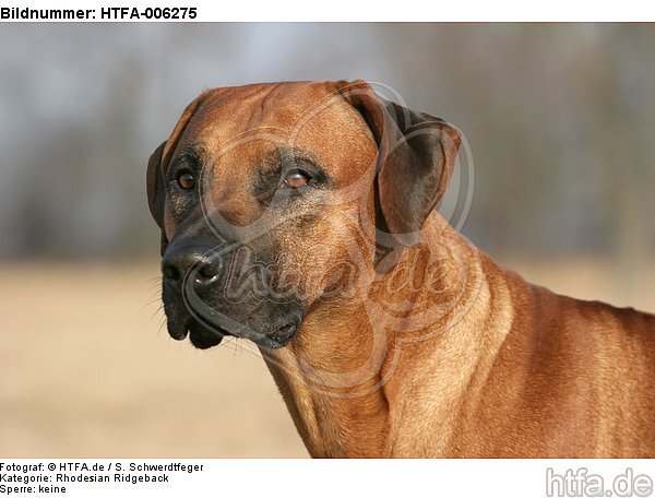 Rhodesian Ridgeback / HTFA-006275