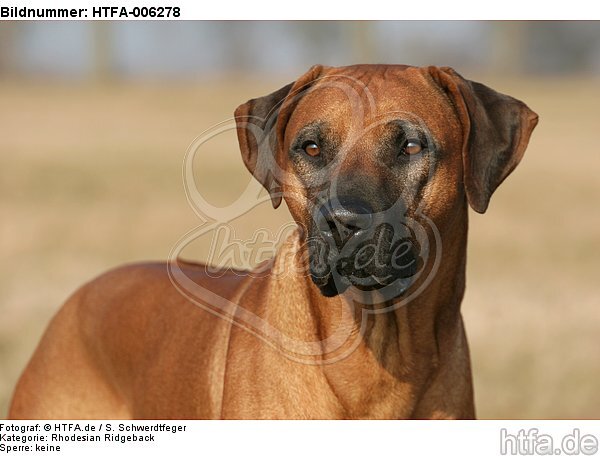 Rhodesian Ridgeback / HTFA-006278