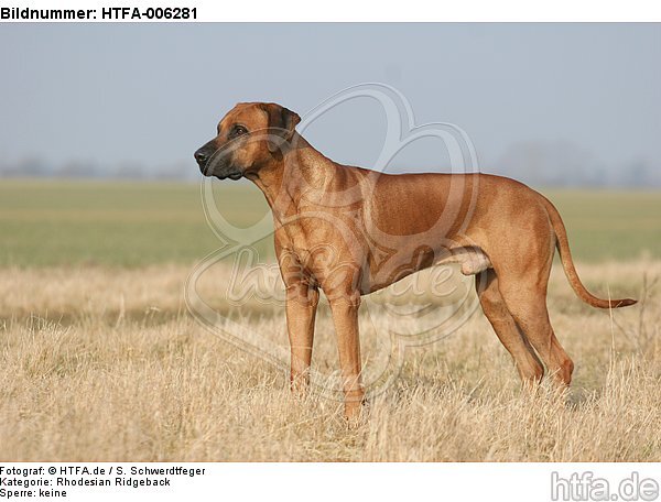 Rhodesian Ridgeback / HTFA-006281