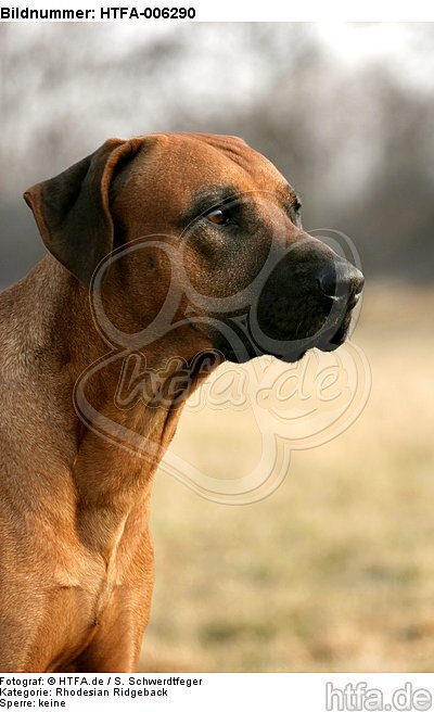 Rhodesian Ridgeback / HTFA-006290