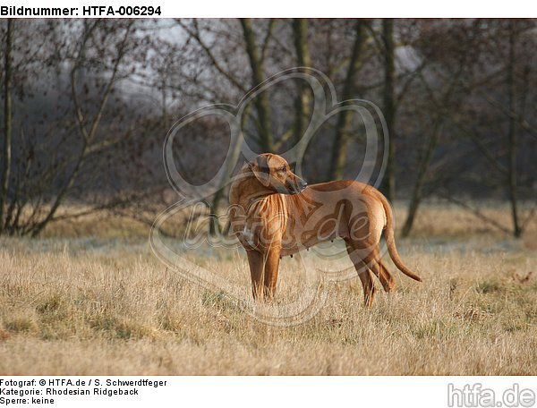 Rhodesian Ridgeback / HTFA-006294