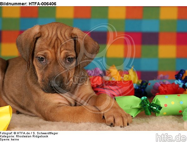 Rhodesian Ridgeback Welpe / rhodesian ridgeback puppy / HTFA-006406