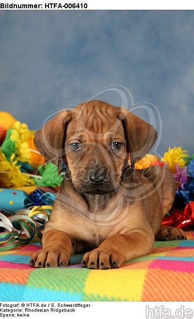 Rhodesian Ridgeback Welpe / rhodesian ridgeback puppy / HTFA-006410