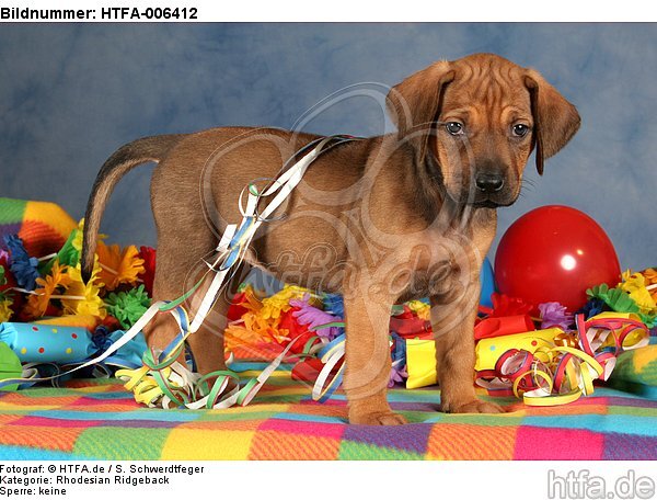 Rhodesian Ridgeback Welpe / rhodesian ridgeback puppy / HTFA-006412