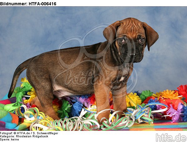 Rhodesian Ridgeback Welpe / rhodesian ridgeback puppy / HTFA-006416