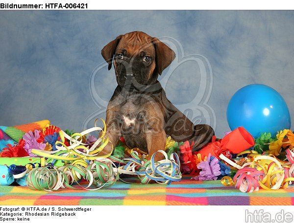 Rhodesian Ridgeback Welpe / rhodesian ridgeback puppy / HTFA-006421