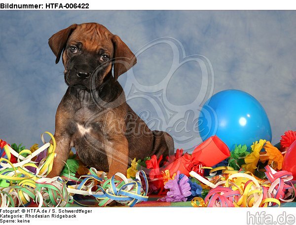 Rhodesian Ridgeback Welpe / rhodesian ridgeback puppy / HTFA-006422