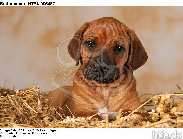 Rhodesian Ridgeback Welpe / rhodesian ridgeback puppy / HTFA-006497