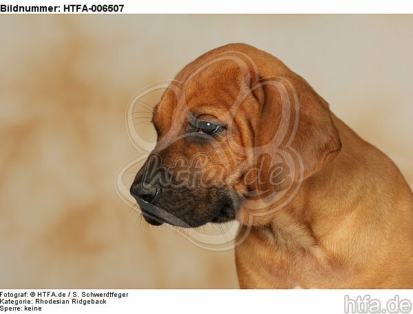 Rhodesian Ridgeback Welpe / rhodesian ridgeback puppy / HTFA-006507