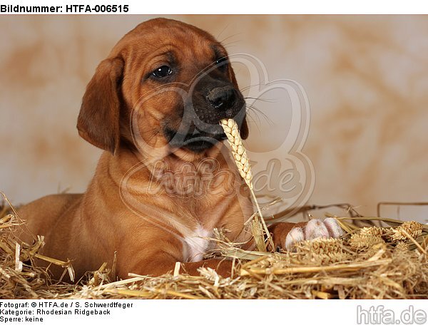 Rhodesian Ridgeback Welpe / rhodesian ridgeback puppy / HTFA-006515