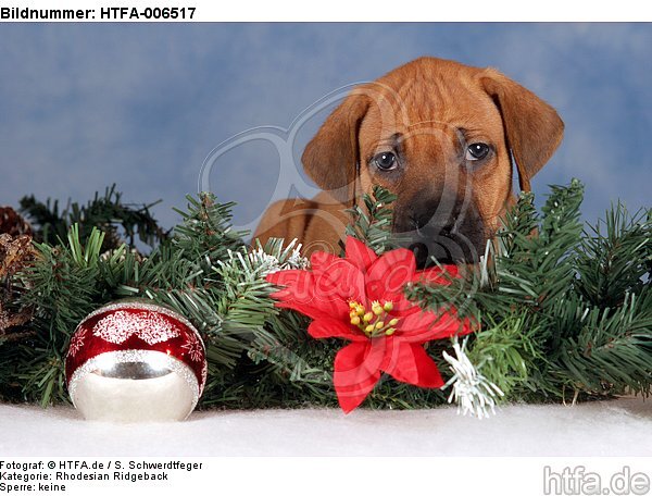 Rhodesian Ridgeback Welpe / rhodesian ridgeback puppy / HTFA-006517