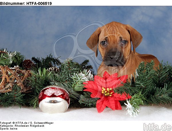 Rhodesian Ridgeback Welpe / rhodesian ridgeback puppy / HTFA-006519