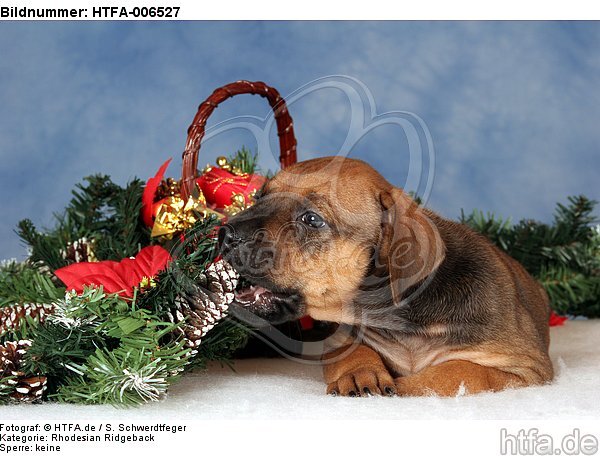 Rhodesian Ridgeback Welpe / rhodesian ridgeback puppy / HTFA-006527