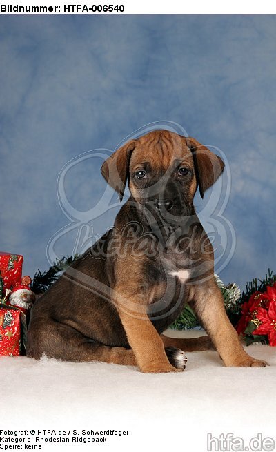 Rhodesian Ridgeback Welpe / rhodesian ridgeback puppy / HTFA-006540