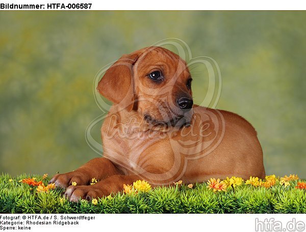 Rhodesian Ridgeback Welpe / rhodesian ridgeback puppy / HTFA-006587