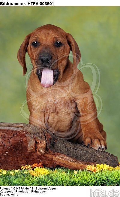 Rhodesian Ridgeback Welpe / rhodesian ridgeback puppy / HTFA-006601