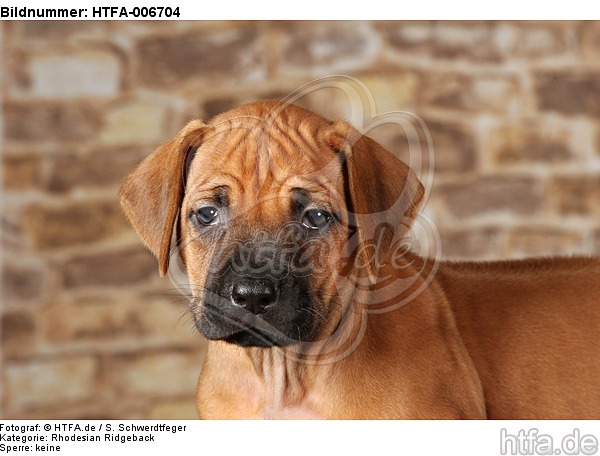 Rhodesian Ridgeback Welpe / rhodesian ridgeback puppy / HTFA-006704