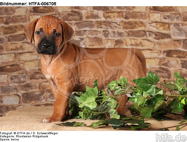 Rhodesian Ridgeback Welpe / rhodesian ridgeback puppy / HTFA-006705