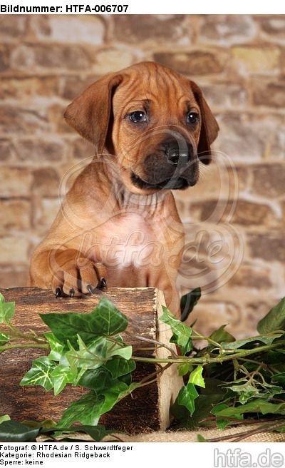 Rhodesian Ridgeback Welpe / rhodesian ridgeback puppy / HTFA-006707