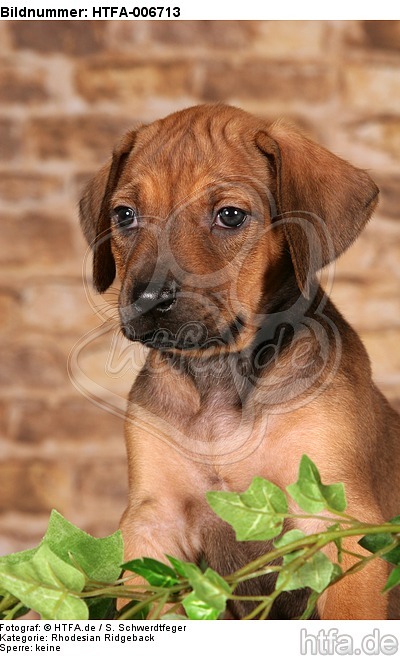 Rhodesian Ridgeback Welpe / rhodesian ridgeback puppy / HTFA-006713