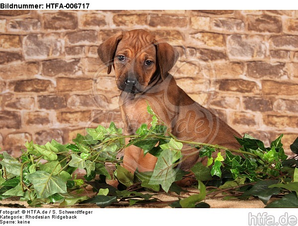 Rhodesian Ridgeback Welpe / rhodesian ridgeback puppy / HTFA-006717