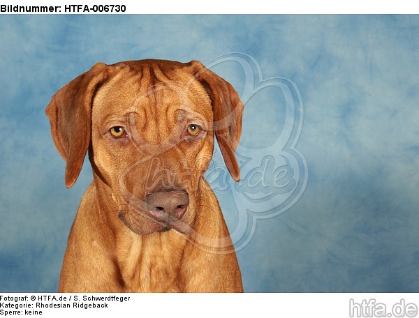 Rhodesian Ridgeback / HTFA-006730