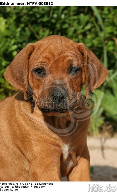 Rhodesian Ridgeback Welpe / rhodesian ridgeback puppy / HTFA-006812