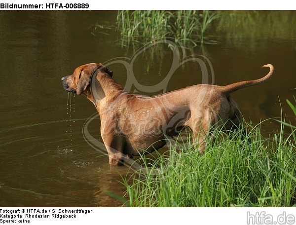 Rhodesian Ridgeback / HTFA-006889