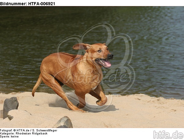 Rhodesian Ridgeback / HTFA-006921