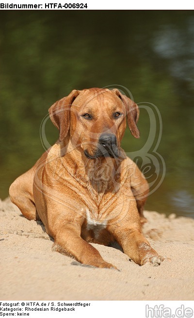 Rhodesian Ridgeback / HTFA-006924