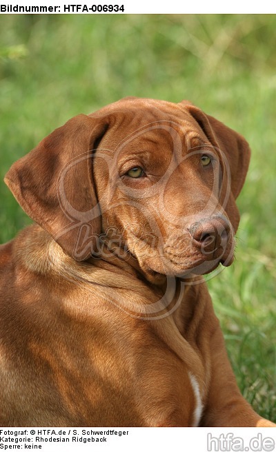 Rhodesian Ridgeback Welpe / rhodesian ridgeback puppy / HTFA-006934