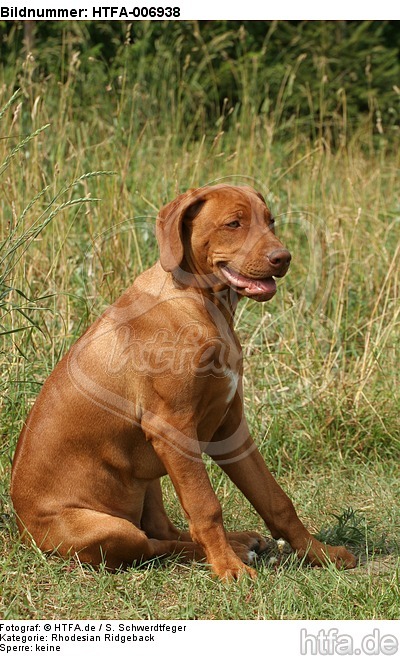 Rhodesian Ridgeback Welpe / rhodesian ridgeback puppy / HTFA-006938