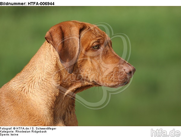 Rhodesian Ridgeback / HTFA-006944