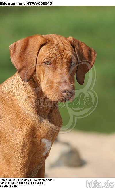 Rhodesian Ridgeback / HTFA-006945