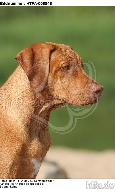 Rhodesian Ridgeback / HTFA-006946