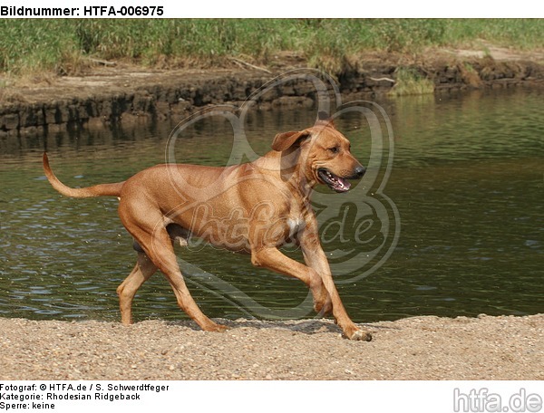 Rhodesian Ridgeback / HTFA-006975