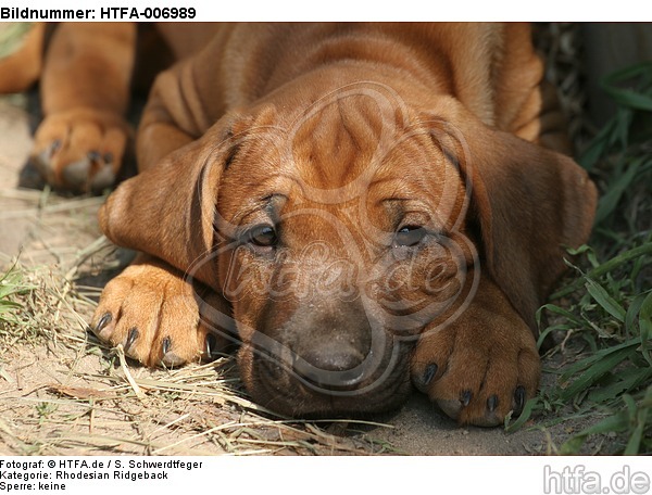 Rhodesian Ridgeback Welpe / rhodesian ridgeback puppy / HTFA-006989