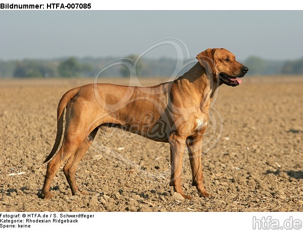 Rhodesian Ridgeback / HTFA-007085