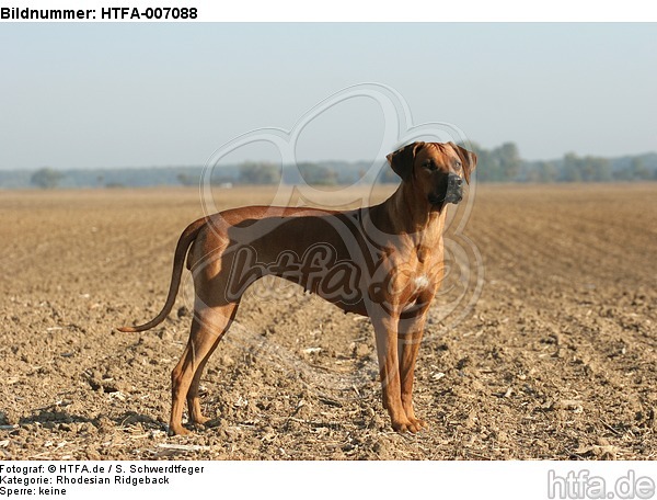 Rhodesian Ridgeback / HTFA-007088